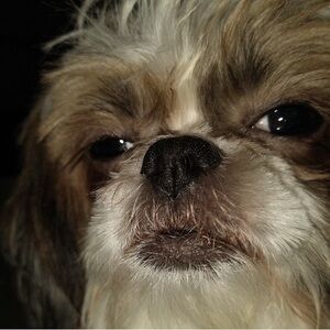 Meet your Posher, Ernesto